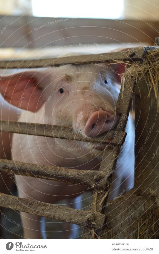 Schwein mit Blick in die Kamera beisst in Gitterstaebe Silvester u. Neujahr Rüssel Stall Schweinestall Bauernhof Landwirtschaft Gitterstäbe Käfig Borsten Tier