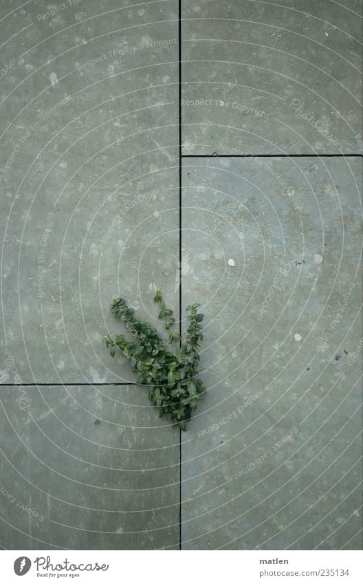 Steingarten Pflanze Efeu Mauer Wand Zeichen grau grün Tapferkeit Willensstärke Überleben Spalte Außenaufnahme Textfreiraum oben Textfreiraum unten Wachstum