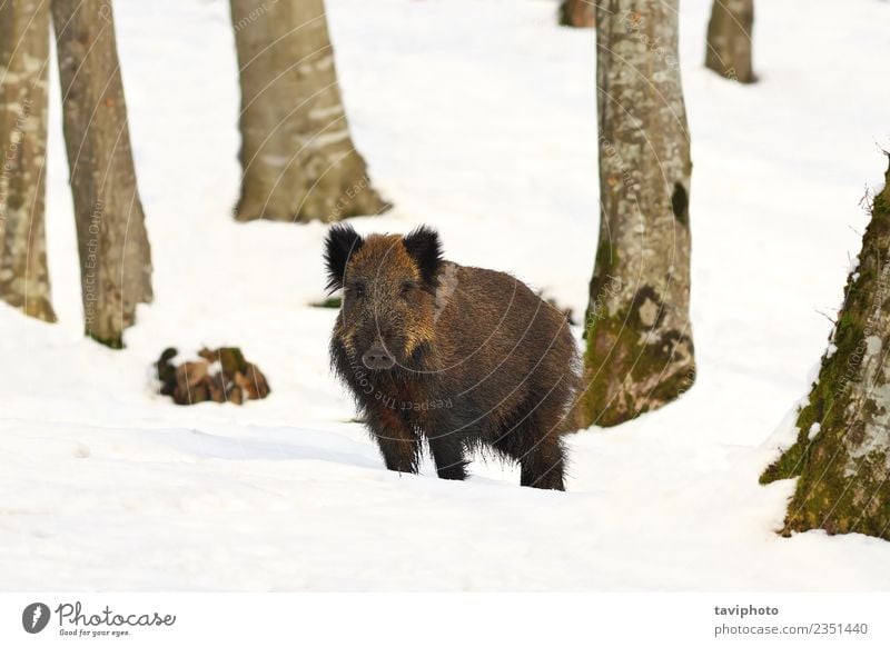 Wildschwein im natürlichen Lebensraum schön Spielen Jagd Winter Schnee Umwelt Natur Tier Wald Pelzmantel dunkel groß wild braun gefährlich Eber sus Scrofa