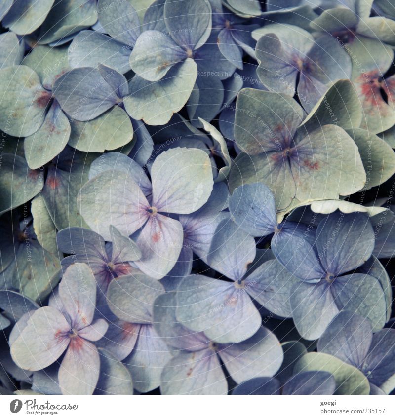 für alle weiblichen user und john krempl Pflanze Blume Blüte ästhetisch exotisch schön violett Farbe Kitsch Farbfoto Nahaufnahme Menschenleer Vogelperspektive