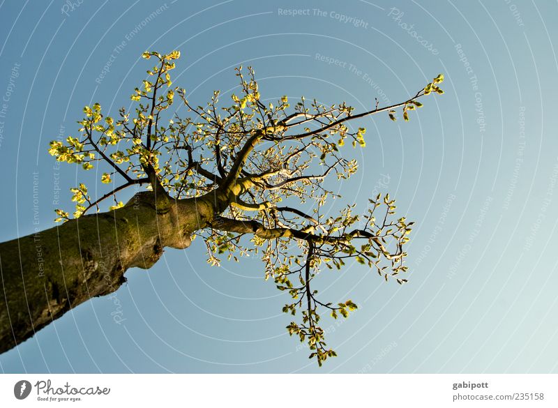 zum Lichte empor... Umwelt Natur Luft Himmel Wolkenloser Himmel Frühling Schönes Wetter Pflanze Baum Blatt Blüte Baumstamm Ast Baumkrone groß oben blau grün