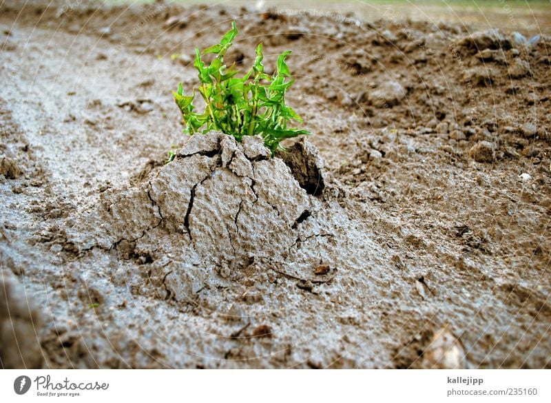 unkraut vergeht nicht Umwelt Natur Pflanze Erde Grünpflanze Wildpflanze Feld Wachstum Kraft Unkraut brechen aufbrechen Leben Willensstärke stark vitalisierend