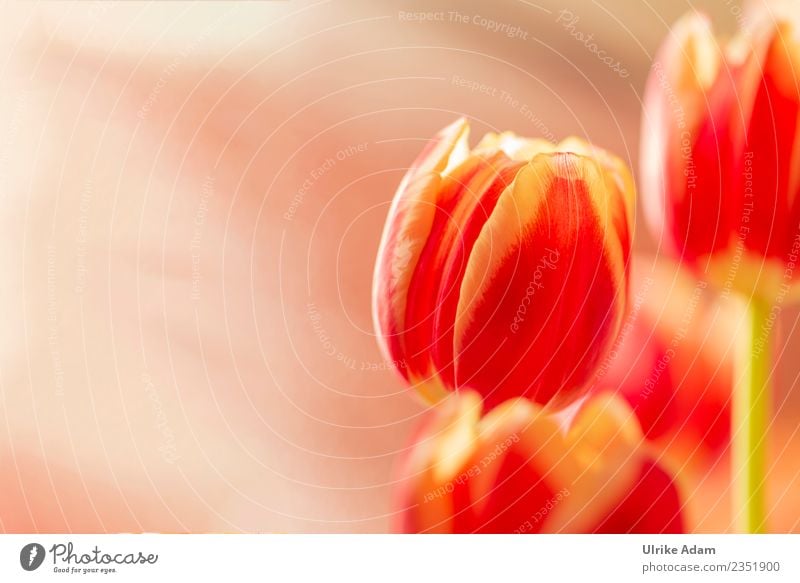 Frühling - Rot gelbe Tulpen Design Leben harmonisch Wohlgefühl Postkarte Muttertag Ostern Hochzeit Geburtstag Pflanze Blume Blüte Muster Hintergrundbild Blühend