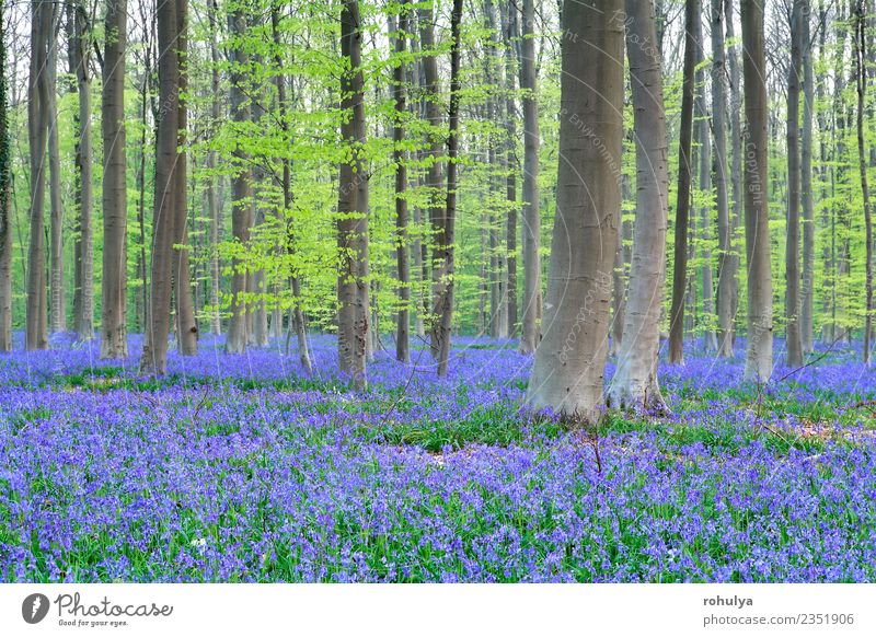 Frühlingswald mit vielen violetten Glockenblüten schön Ferien & Urlaub & Reisen Umwelt Natur Landschaft Schönes Wetter Pflanze Baum Blume Blüte Garten Wald