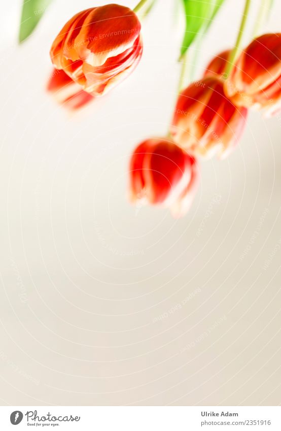 Frühling - Rot gelbe Tulpen Design Leben harmonisch Zufriedenheit Erholung ruhig Meditation Postkarte Feste & Feiern Valentinstag Muttertag Ostern Geburtstag