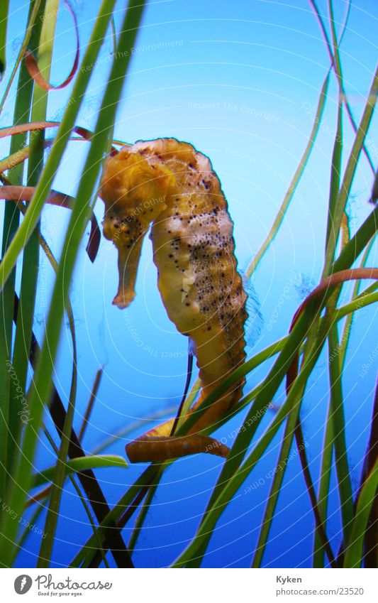Das Seepferd Seepferdchen Tier Algen Wasserpflanze Wassertier niedlich Unterwasseraufnahme wie Fische Detailaufnahme Schwimmen & Baden