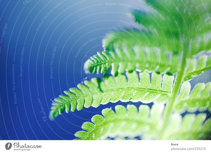 Farn im Gegenlicht Sonne Frühling Sommer Pflanze Blatt Wachstum ästhetisch außergewöhnlich frisch glänzend blau grün schön Farbfoto Nahaufnahme Detailaufnahme