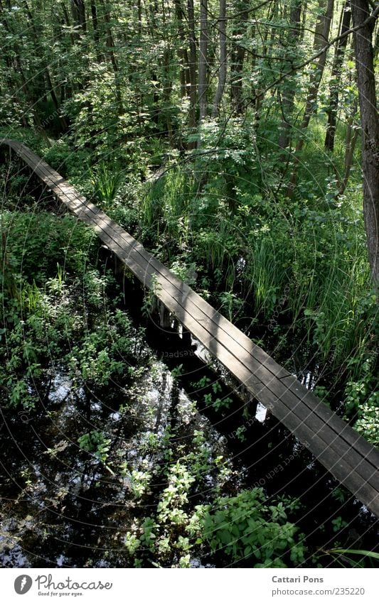 Sumpfgebiet Natur Landschaft Pflanze Blatt Wald Sumpfpflanze Flüssigkeit grün Brücke Holzbrücke Steg Wege & Pfade Holzweg feucht nass Lichteinfall Schatten