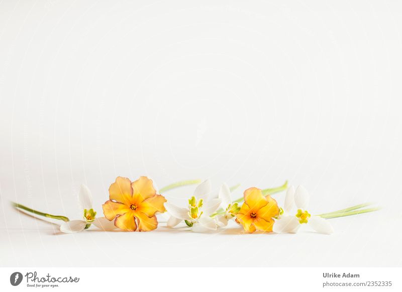 Dekorative Vorlage mit zarten Blüten Wellness Leben harmonisch Wohlgefühl Zufriedenheit Erholung ruhig Meditation Postkarte Buchcover Valentinstag Muttertag