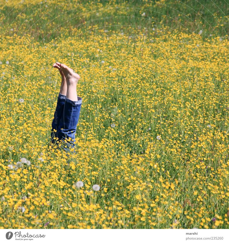 es hat mich umgehauen | 444 Natur Landschaft Pflanze Frühling Sommer Blume Gras Blüte Grünpflanze gelb Beine Fuß liegen lustig Hahnenfuß Sumpf-Dotterblumen