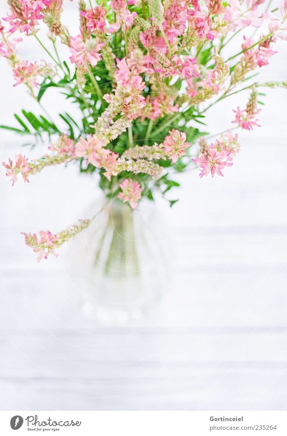 Feldblumen Natur Frühling Sommer Pflanze Blume Blüte hell schön grün rosa weiß Blumenstrauß Dekoration & Verzierung Vase Blumenvase Blütenpflanze gepflückt