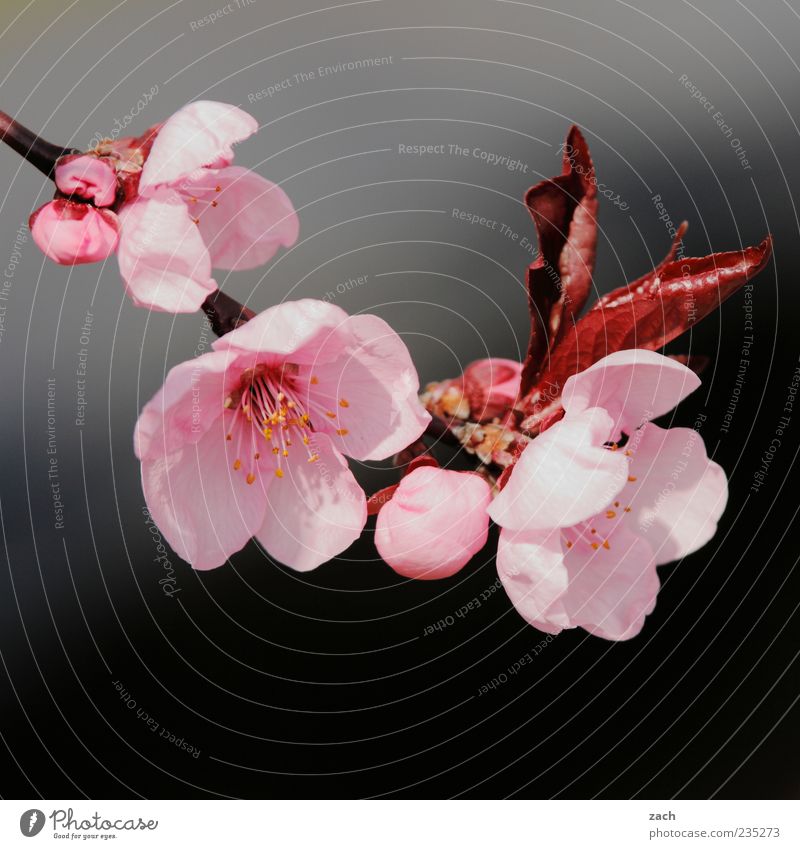 Blüten Umwelt Natur Pflanze Frühling Blume Blatt Garten Blühend Wachstum schön rosa schwarz Farbfoto Außenaufnahme Menschenleer Tag Kontrast Textfreiraum oben