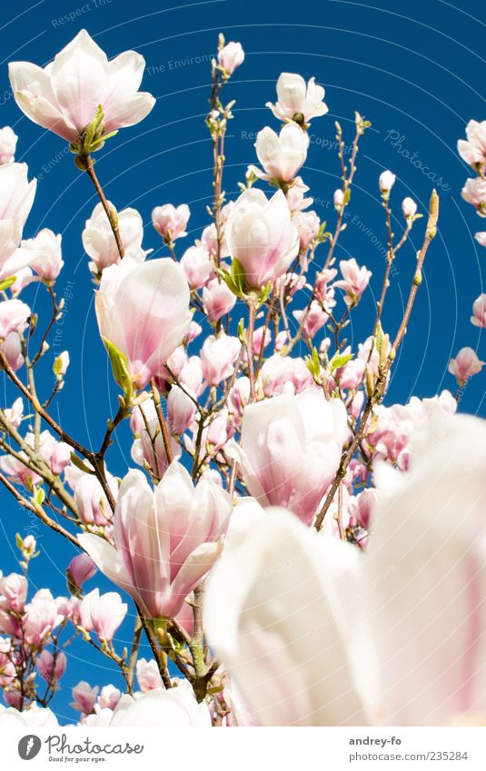 Magnolienbaum Natur Himmel Wolkenloser Himmel Frühling Sommer Schönes Wetter Baum Blume Blüte blau rosa Magnolienblüte Frühlingsblume Frühlingsfarbe