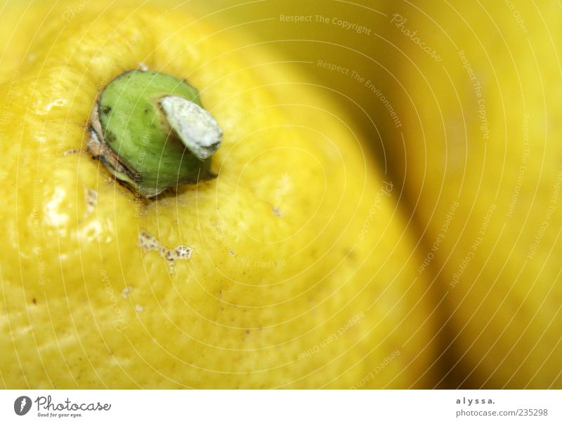 sauer macht lustig. Lebensmittel Frucht Zitrone exotisch rund gelb grün Farbfoto Innenaufnahme Menschenleer Unschärfe Schalenfrucht Nahaufnahme Detailaufnahme
