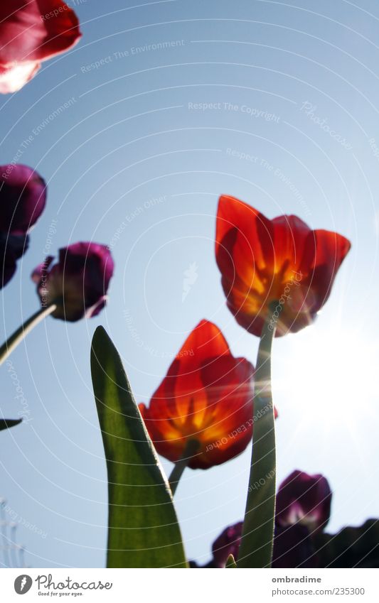 Tulip Umwelt Pflanze Schönes Wetter Tulpe Blüte schön blau gelb grün violett rot Farbfoto Außenaufnahme Tag Kontrast Sonnenlicht Sonnenstrahlen