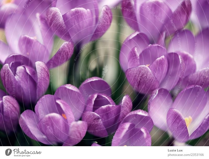Frühling, lila Natur Pflanze Schönes Wetter Blume Blüte Krokusse Wiese schön violett Freude Farbfoto mehrfarbig Makroaufnahme Tag Licht Sonnenlicht