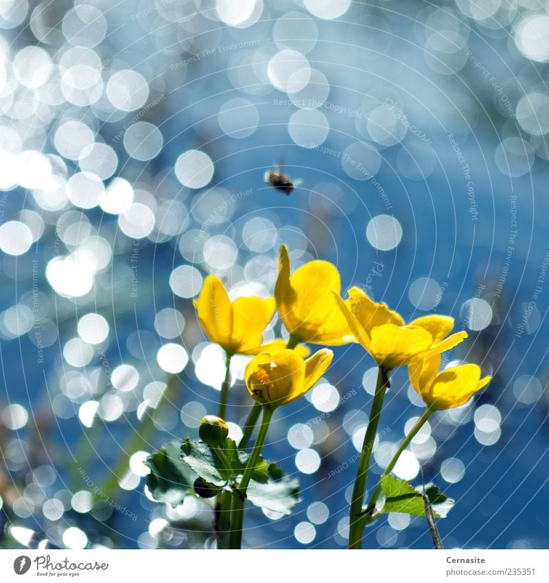 Fly In Restaurant Natur Pflanze Sonnenlicht Frühling Schönes Wetter Blume Blatt Wiese Feld Insel ästhetisch authentisch außergewöhnlich einfach schön weich blau