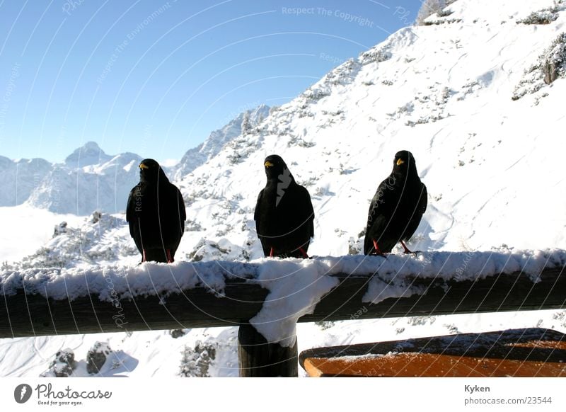 drei Raben Winter weiß schwarz kalt Wolken Aussicht Vogel blau Schnee Berge u. Gebirge Sonne Berdesgarten