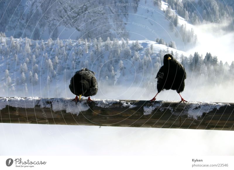 zwei Raben Winter weiß schwarz kalt Wolken Aussicht Vogel blau Schnee Berge u. Gebirge Sonne Berdesgarten