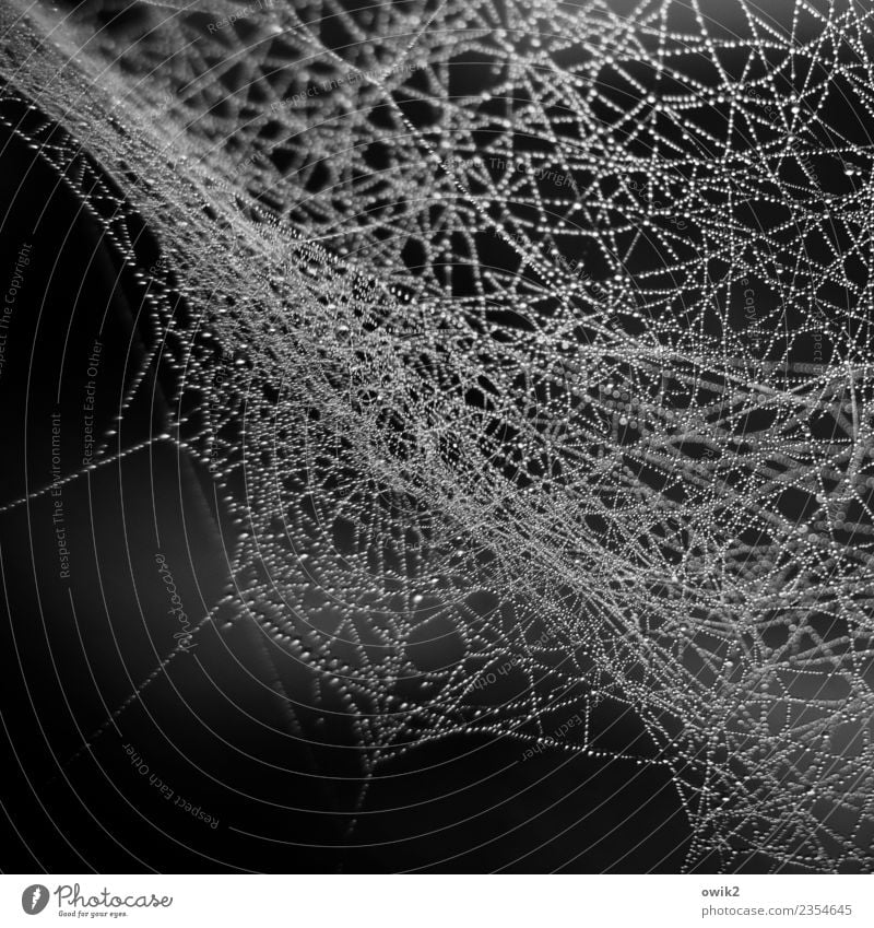 Benetzt Umwelt Natur Wassertropfen Spinngewebe Spinnennetz glänzend hängen dunkel dünn authentisch frisch ruhig Reinheit demütig Traurigkeit Sorge Trauer