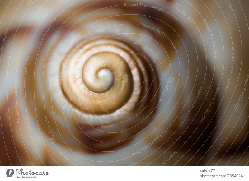 Spirale Natur Tier Schnecke Schneckenhaus rund braun gelb grau Beginn Design Symmetrie Strukturen & Formen Unendlichkeit logarithmische spirale Windung Kunst