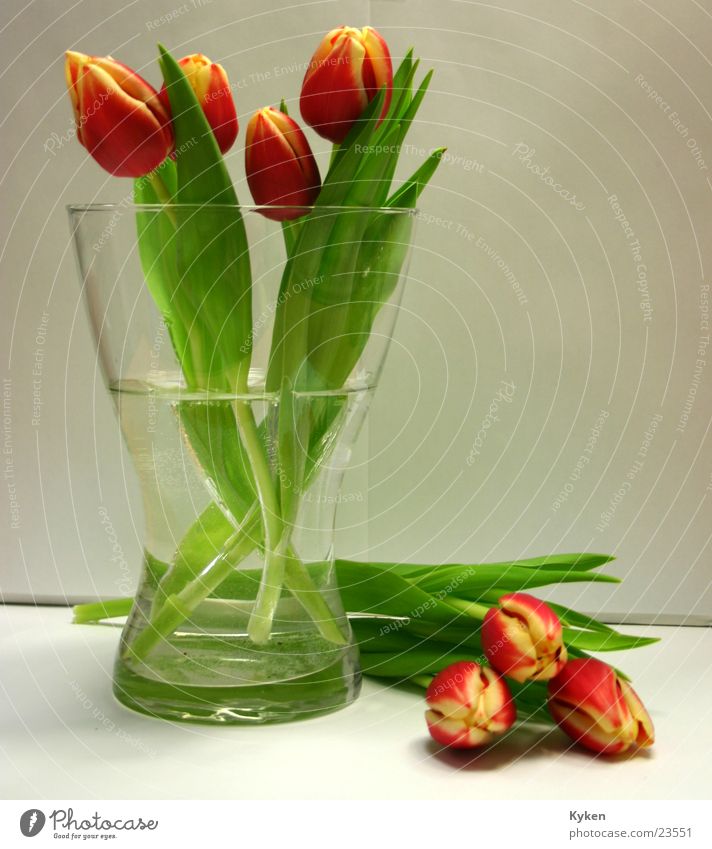 Tulpen gelb rot grün Blume Blüte Frühling Blatt mehrfarbig Vase Farbe Glas Wasser