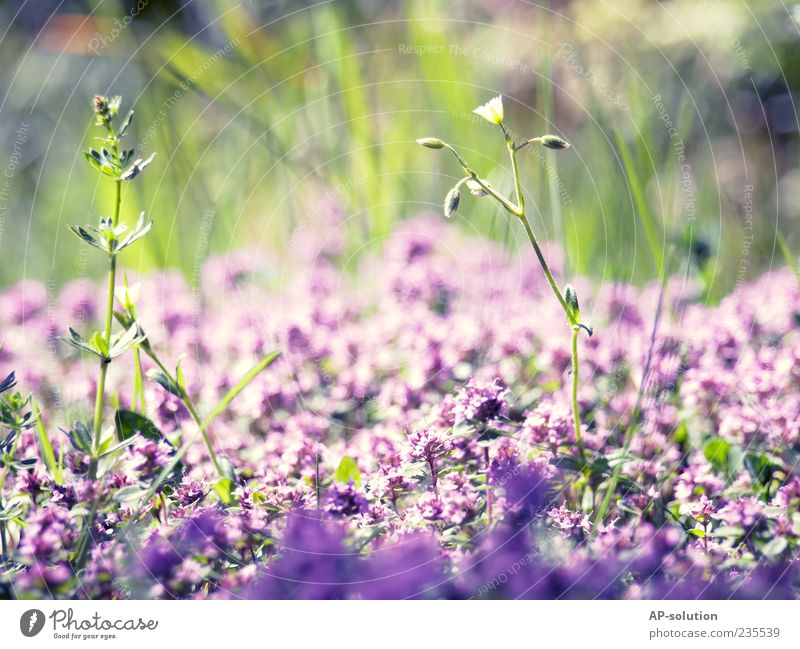 Flowers Natur Pflanze Schönes Wetter Blume Gras Sträucher Blatt Blüte Garten Park Wiese Duft schön blau violett Frühlingsgefühle ästhetisch Leben Lebensfreude