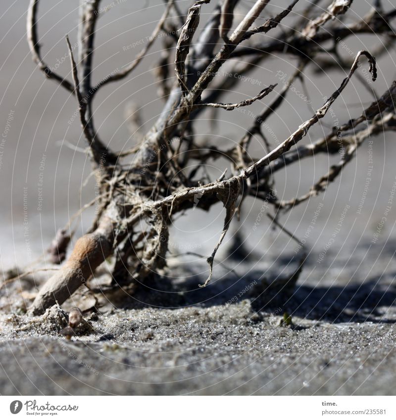 Spiekeroog | Überlebenskünstlerin Pflanze Sand Sträucher Holz trocken grau Ast Sandkorn vertrocknet verdorrt Außenaufnahme Sonnenlicht Neigung außergewöhnlich