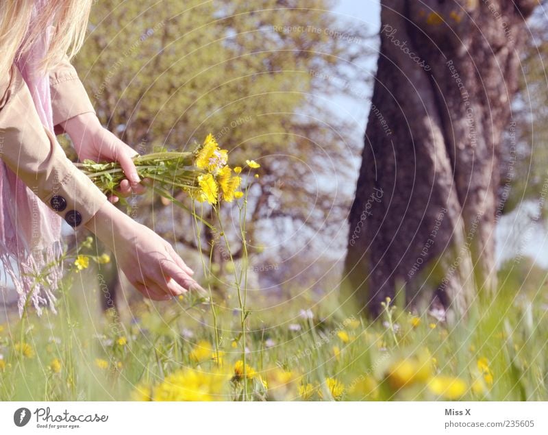 Blumenstrauß Wohlgefühl Zufriedenheit Erholung ruhig Arme Hand Natur Pflanze Frühling Sommer Schönes Wetter Baum Gras Blatt Blüte Park Wiese Blühend Duft