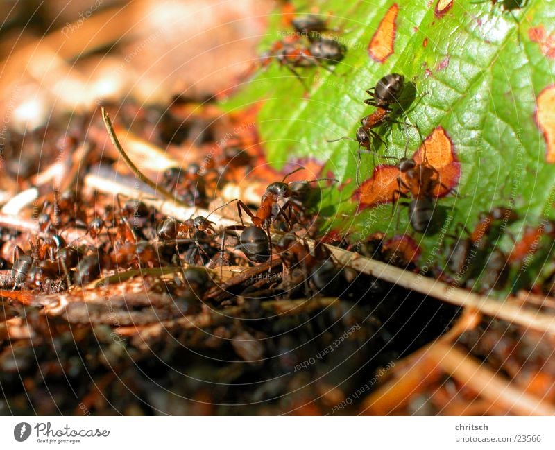 Ameisen Blatt Nest Makroaufnahme