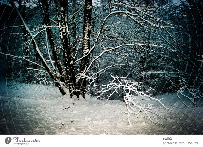 Versunken Umwelt Natur Landschaft Pflanze Winter Schönes Wetter Eis Frost Schnee Baum Zweige u. Äste Wald leuchten kalt geduldig ruhig Idylle Unterholz Geäst