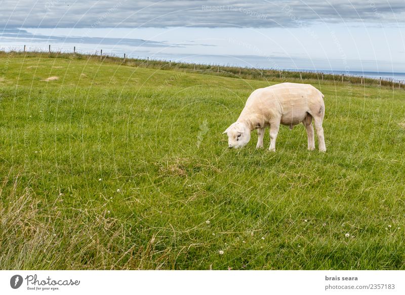 Texeler Schafe Lebensmittel Fleisch Essen Vegetarische Ernährung Diät Zufriedenheit Sommer Insel Umwelt Natur Tier Erde Himmel Frühling Schönes Wetter Gras