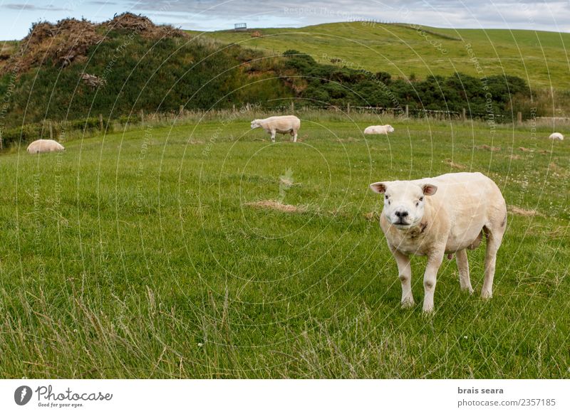 Texeler Schafe Fleisch Ernährung Essen Bioprodukte Vegetarische Ernährung Diät Tourismus Sommer Insel Garten Wissenschaften Bildungsreise Landwirtschaft