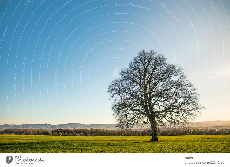 Alte Eiche im Herbst Meditation Rauch alt natürlich Kraft Inspiration kahl hernst Wiese grün Himmel blau Panorama (Bildformat) Schwäbische Alb Deutschland