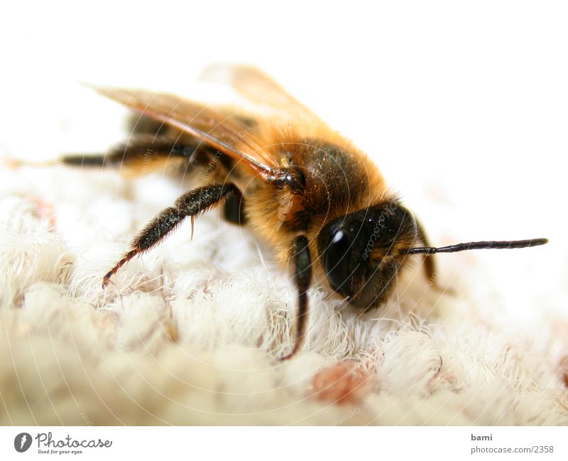 flotte biene Biene Makroaufnahme