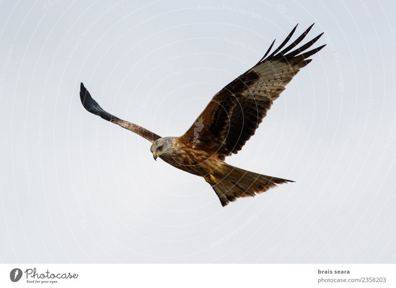 Rotmilan schön Freiheit Sommer Natur Tier Luft Himmel Wolkenloser Himmel Feld Wildtier Vogel Flügel 1 fliegen elegant frei natürlich wild blau braun grün rot