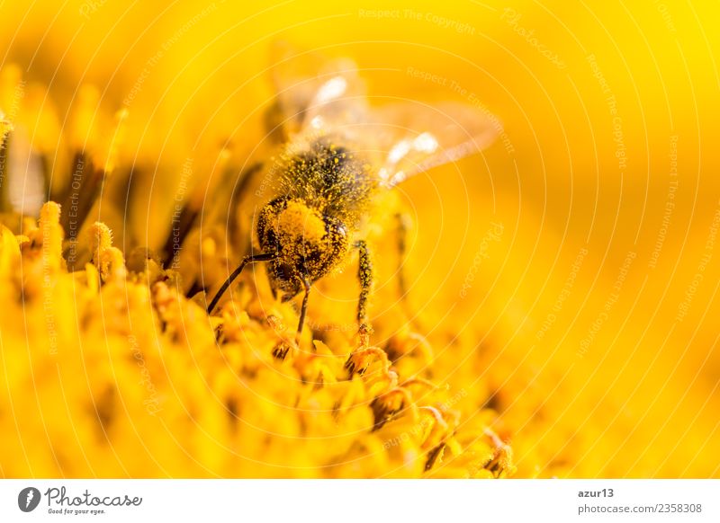 Makro Honig Biene sammelt gelbe Pollen auf Kopf in Sonnenblume Körper Haare & Frisuren Sommer Umwelt Natur Pflanze Tier Frühling Klima Klimawandel Wetter