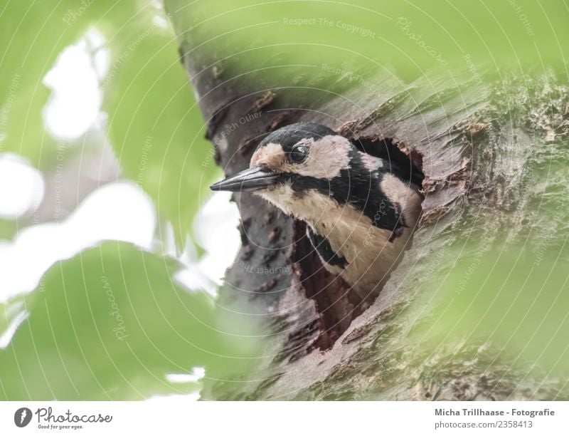 Buntspecht in der Nisthöhle Umwelt Natur Tier Sonne Baum Baumstamm Wald Wildtier Vogel Tiergesicht Specht Auge Schnabel Feder 1 bauen beobachten Blick nah gelb