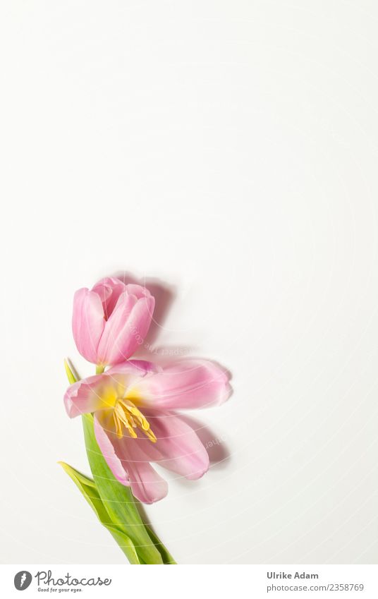 Rosa Tulpe - Grußkarte elegant Design Wellness Leben harmonisch Wohlgefühl Zufriedenheit Erholung ruhig Meditation Spa Hintergrundbild Muster Postkarte