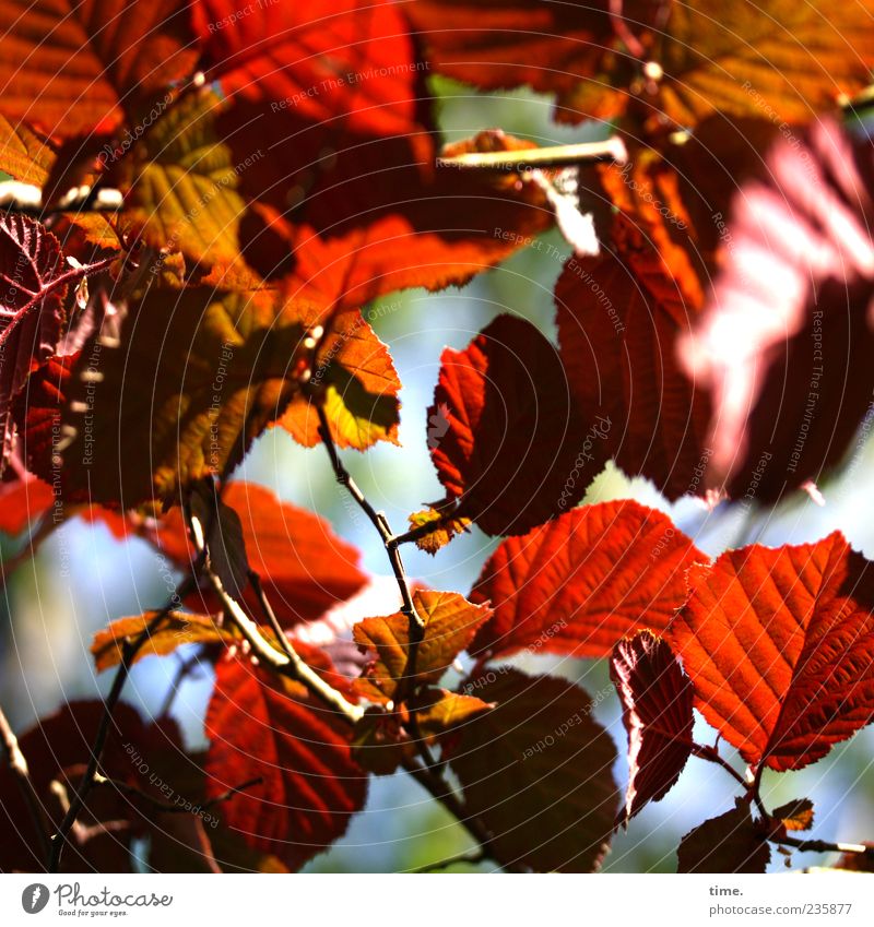 Frühlingsfest Umwelt Natur Pflanze Schönes Wetter Baum ästhetisch natürlich chaotisch Farbe Idylle Stimmung Wandel & Veränderung Farbfoto mehrfarbig