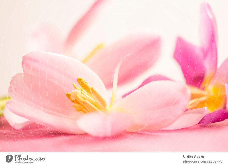 Wellness mit rosa Tulpenblüten elegant Design schön Leben harmonisch Wohlgefühl Erholung Meditation Spa Massage Postkarte Hintergrundbild Muster Osterkarte