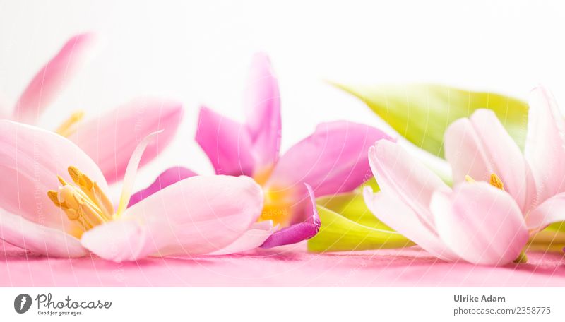 Wellness mit rosa Tulpenblüten Design Leben harmonisch Wohlgefühl Zufriedenheit Erholung ruhig Meditation Spa Massage Schwimmbad Bild Muster Muttertag Ostern