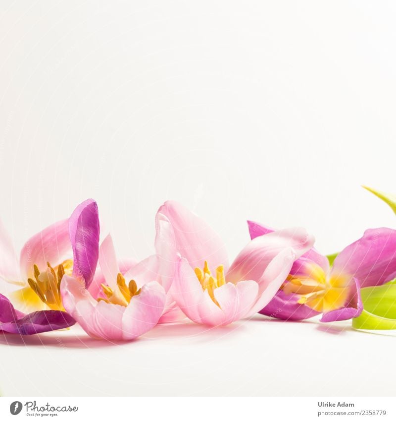 Wellness mit rosa Tulpenblüten elegant Design schön Leben harmonisch Wohlgefühl Zufriedenheit Sinnesorgane Erholung ruhig Meditation Spa Massage Schwimmbad