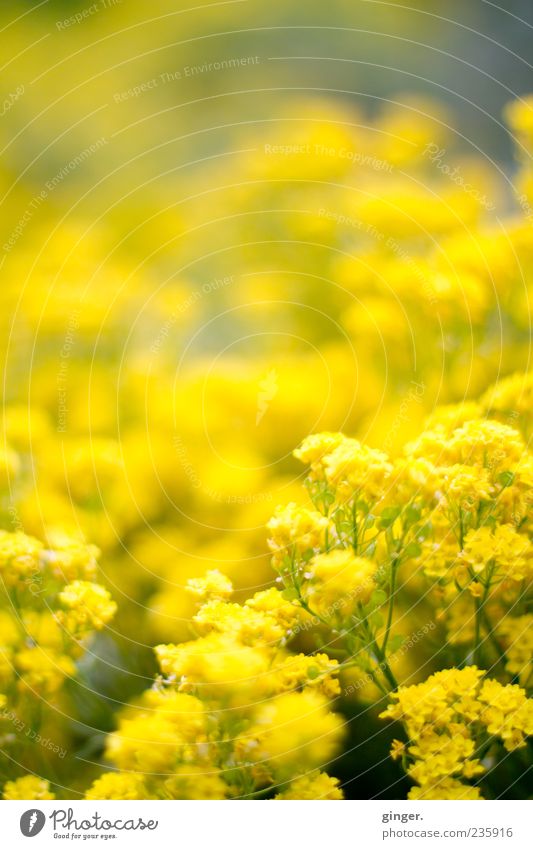 Ein Viertel Tausend - Motivation Natur Pflanze Frühling Blume Blüte schön gelb viele Menschenleer Unschärfe Textfreiraum Blühend Farbfoto Außenaufnahme