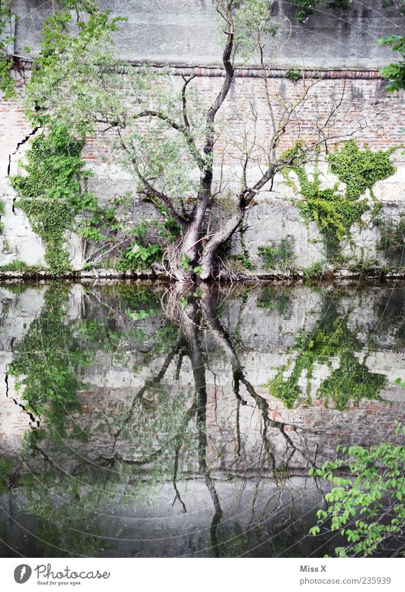Y G G D R A S I L Natur Wasser Baum Flussufer Teich See Bach Mauer Wand dehydrieren Wachstum dunkel gruselig Yggdrasil Zweige u. Äste Wasserspiegelung