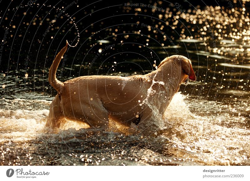 Goldene Tage Wasser Wassertropfen Sonnenaufgang Sonnenuntergang Wellen Flussufer Teich See Bach Tier Haustier Hund Labrador 1 Schwimmen & Baden Spielen springen
