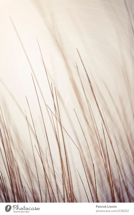 Spiekeroog | Harmonic Mean Strand Meer Umwelt Natur Pflanze Urelemente Luft Wind Gras Wildpflanze Küste Nordsee Insel dünn Stimmung einzigartig Inspiration