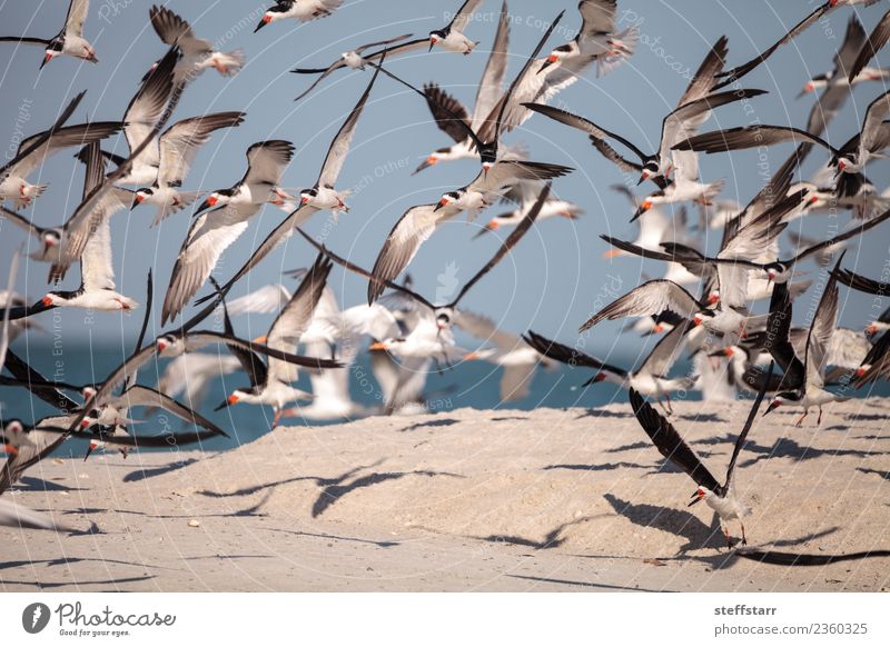 Schwarm von schwarzen Abschäumerseeschwalben Rynchops niger Strand Meer Natur Sand Urwald Küste Tier Wildtier Vogel fliegen blau rot weiß