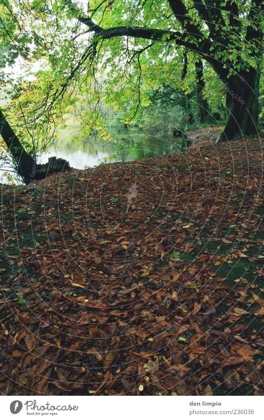 cong woods 3 Ferien & Urlaub & Reisen Umwelt Natur Landschaft Herbst Pflanze Baum Blatt Park Wald Flussufer cong river Cong co. Mayo Republik Irland braun grün