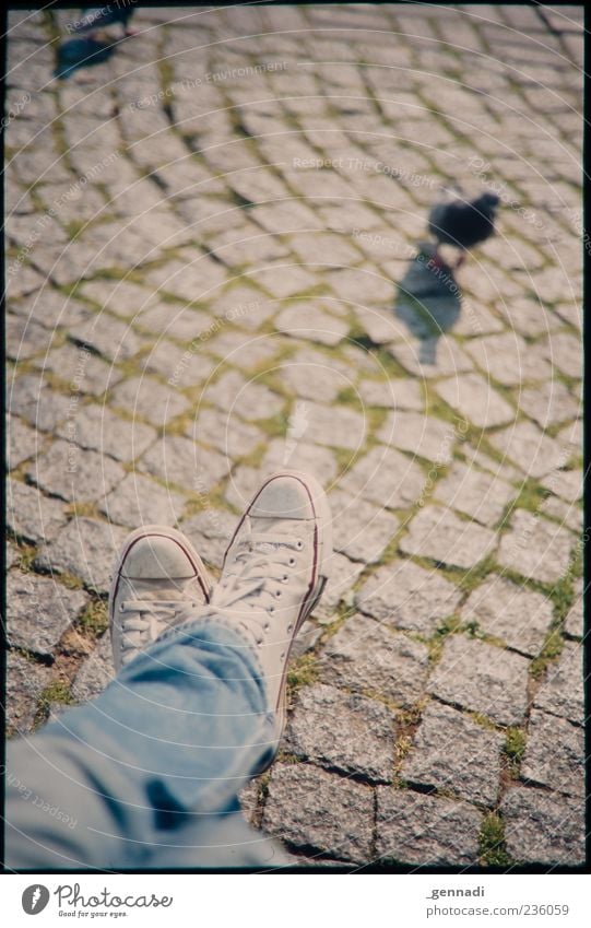 Kleinstadtdschungel Beine Fuß Pflastersteine Kopfsteinpflaster Jeanshose Schuhe Chucks Tier Taube sitzen einzigartig Vignettierung Rahmen beobachten Vogel